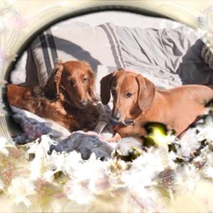 收聽tisaneboyglow的Swan Valley (feat. oeltahn bahn)歌詞歌曲