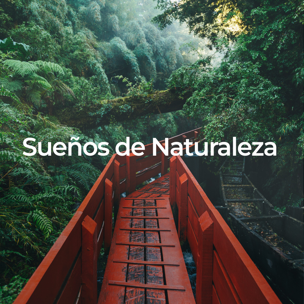 Bosque en Silencio al Atardecer