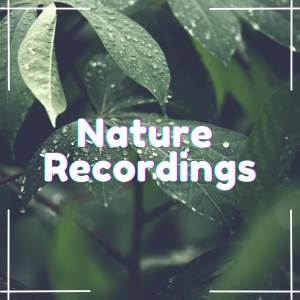 Nature Recordings的專輯Forest Ambient Mellows