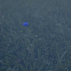 的专辑The Blue Flower (feat. Fuki Kitamura)