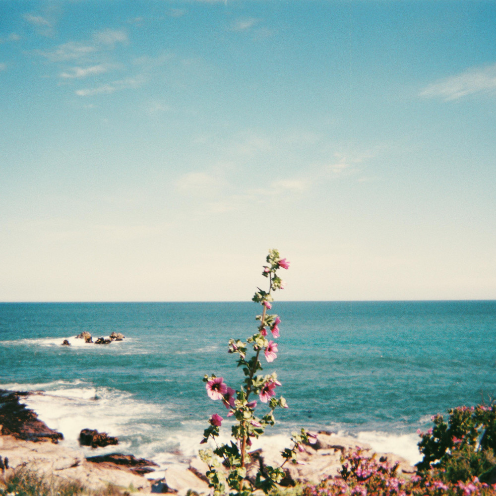 the flower we saw that day