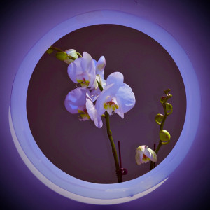 收聽撬鎖老羊LeO的蝴蝶 (完整版)歌詞歌曲