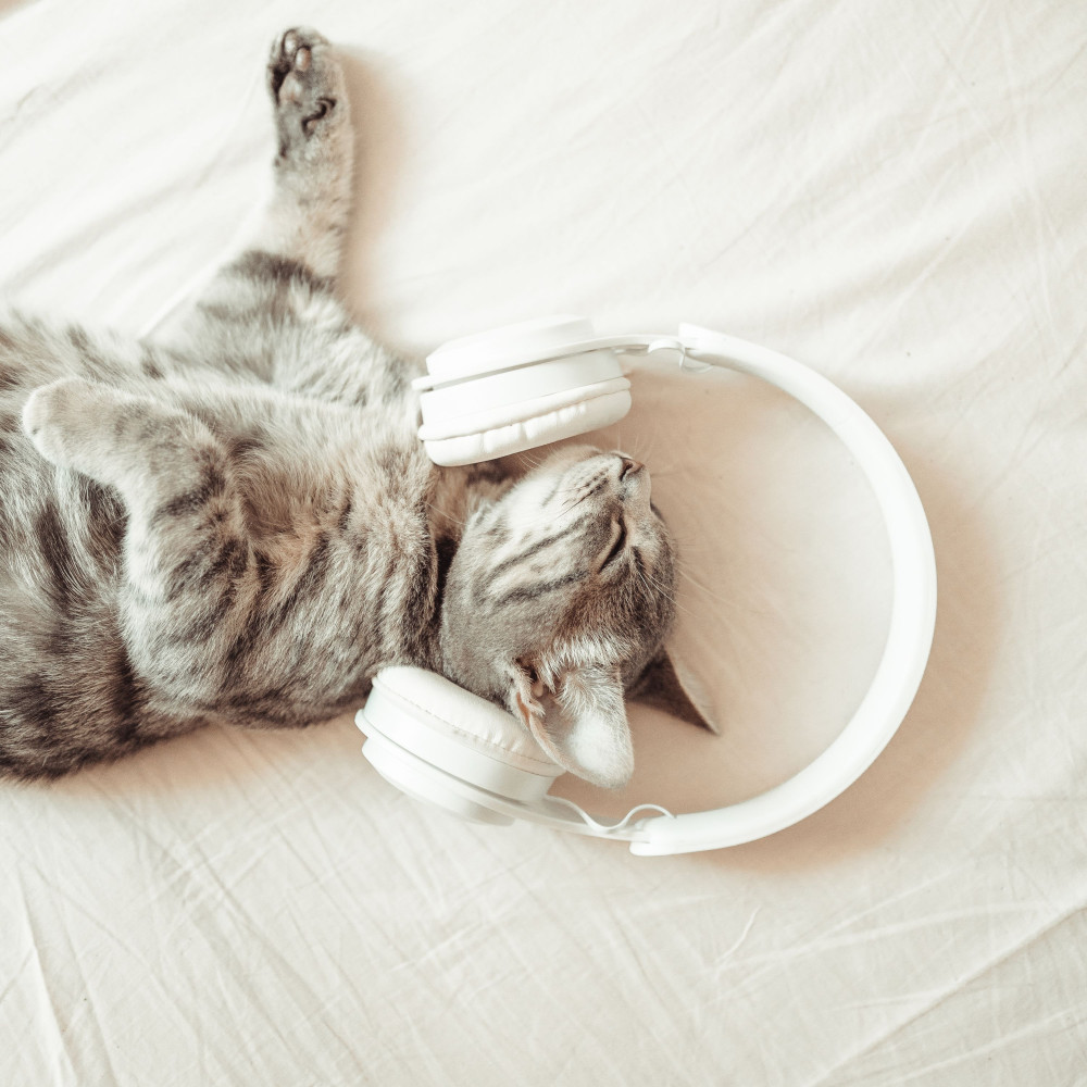 Lullabies Cats Silent Calm