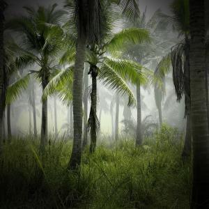 Rain Recorders的专辑Tropical Storm Sounds for Deep Relaxation and Peaceful Sleep