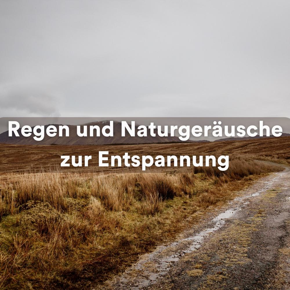 Die rätselhafte Schönheit des Waldes