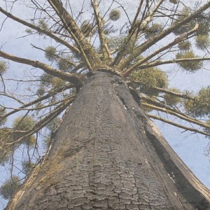 收听Leory Anderson的Sleigh Ride歌词歌曲