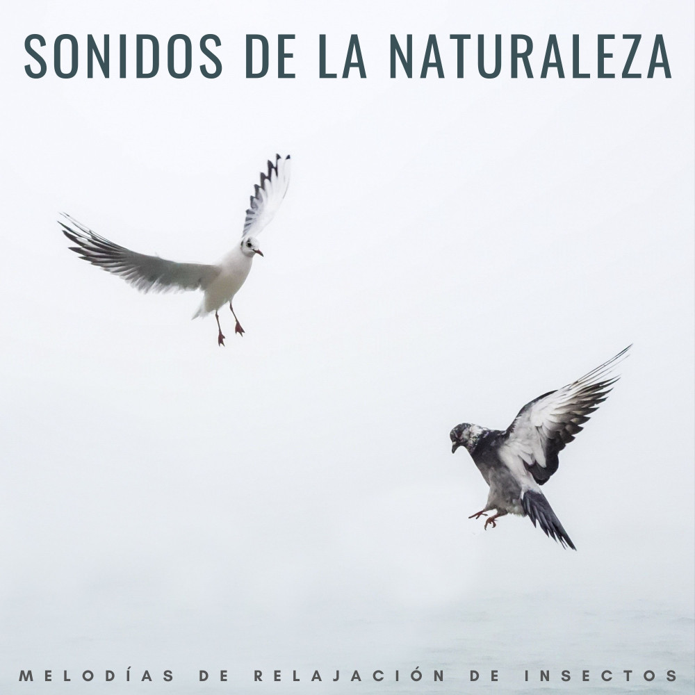 La Felicidad De Mariposa Binaural