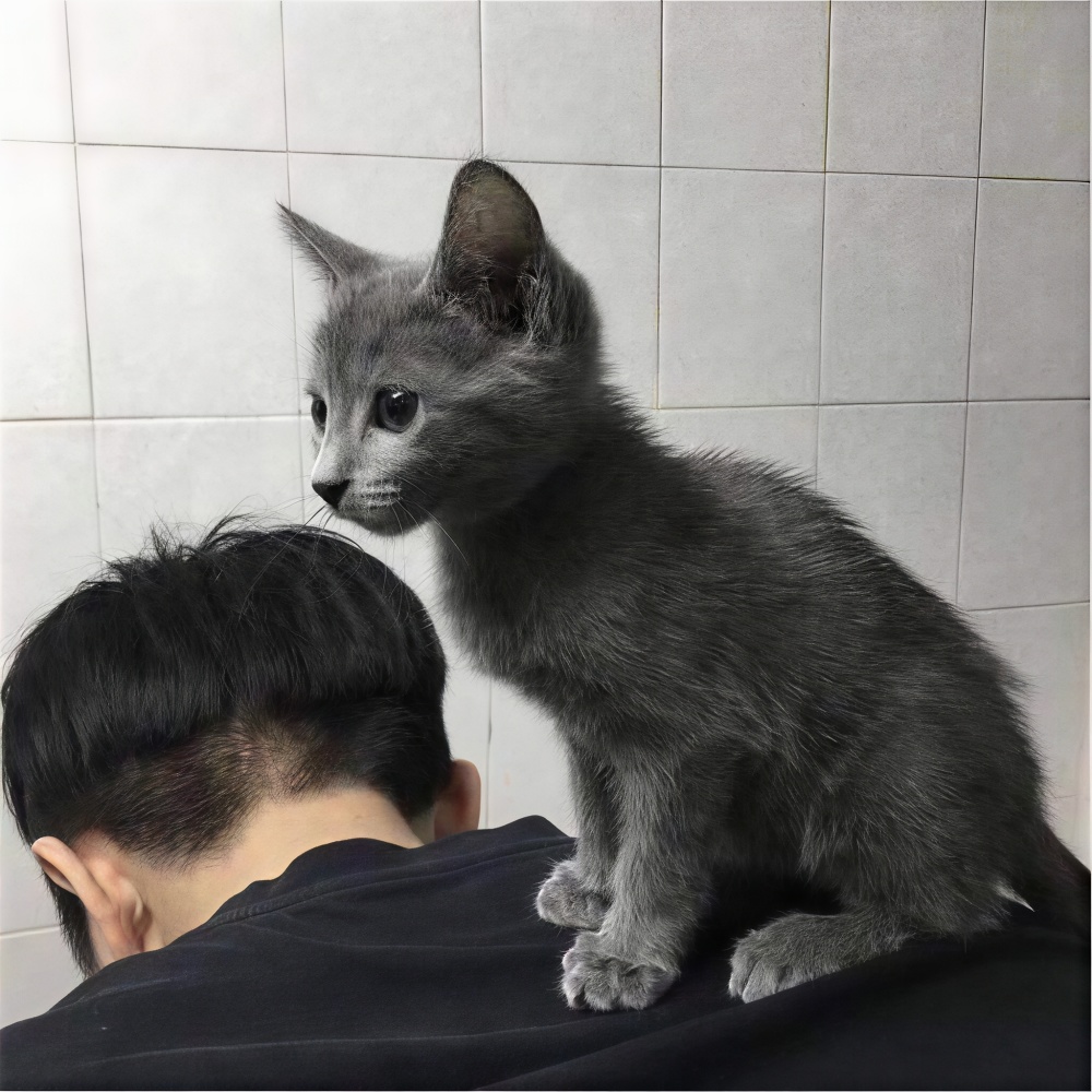 知道什么是牌面吗？