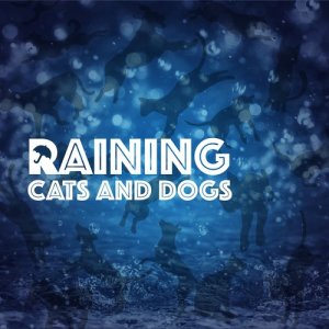 Rain Sounds & White Noise的專輯Raining Cats and Dogs