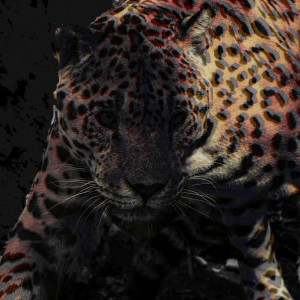 ดาวน์โหลดและฟังเพลง Jaguar พร้อมเนื้อเพลงจาก BVSIS