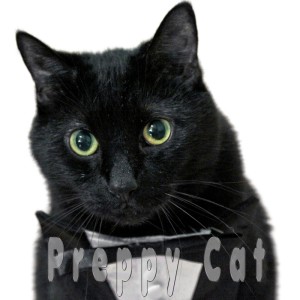 Album Preppy Cat from N2 Cat Crew