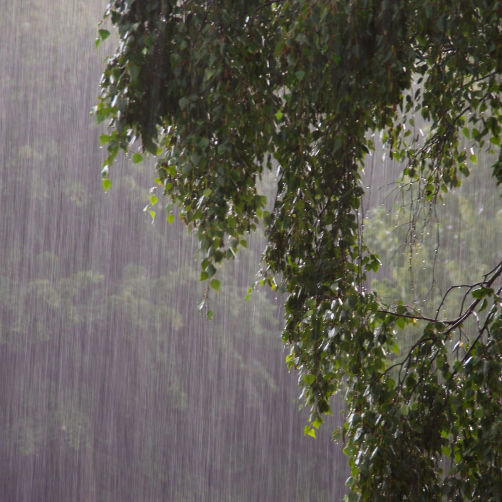 Showers Create Harmonic Rainfall Symphony