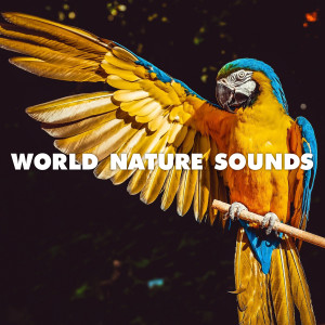 Dengarkan lagu Rain Atmospheres nyanyian Nature Sounds Collection dengan lirik