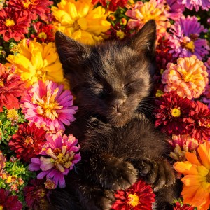 default playlist img