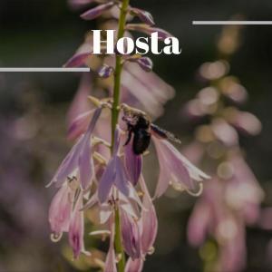 收听Shiena Mily的Adjusting Falling歌词歌曲