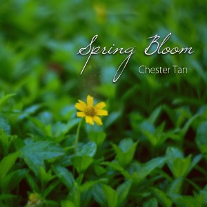 Listen to Daisies and the Sun song with lyrics from Chester Tan