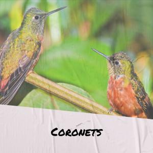 Album Coronets oleh Various Artists