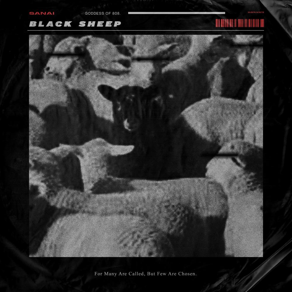 Black Sheep
