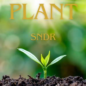 Album Plant from sndR