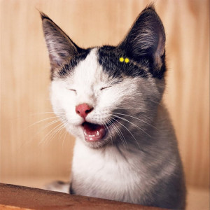 ดาวน์โหลดและฟังเพลง Funny พร้อมเนื้อเพลงจาก Gold-Tiger