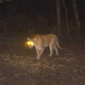 อัลบัม Mountain Lion (Explicit) ศิลปิน Bruiser Wolf