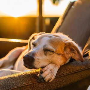 ดาวน์โหลดและฟังเพลง Armonía Tranquila De Ladridos พร้อมเนื้อเพลงจาก Caminante de paz