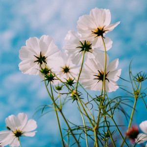 Album Spring from 耸耸肩膀