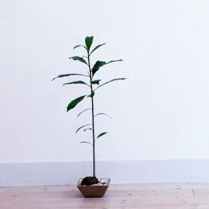 收聽吳猛的春雨花歌詞歌曲