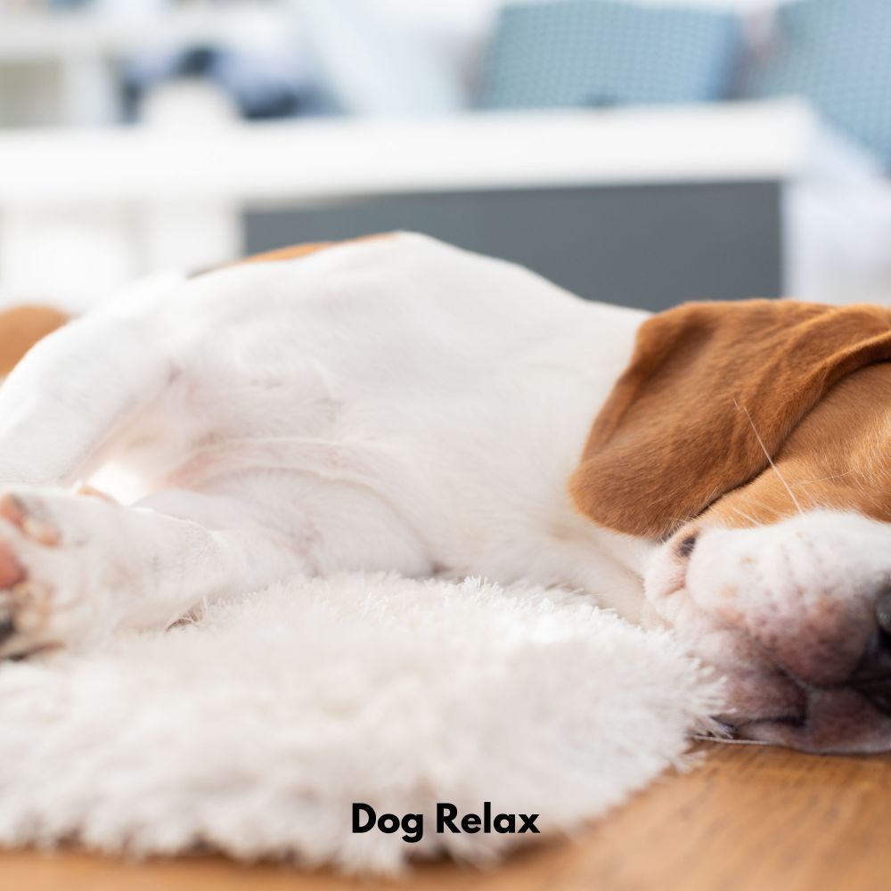 Bark Lullaby Bliss