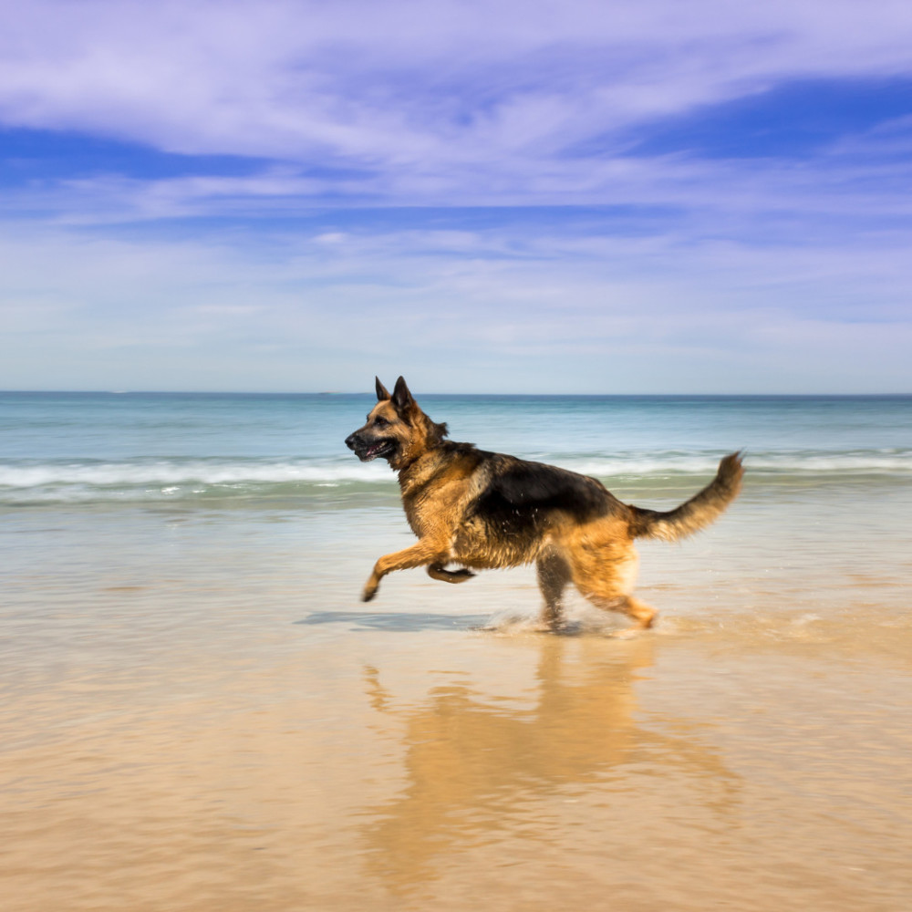 Harmonic Dog Serenades