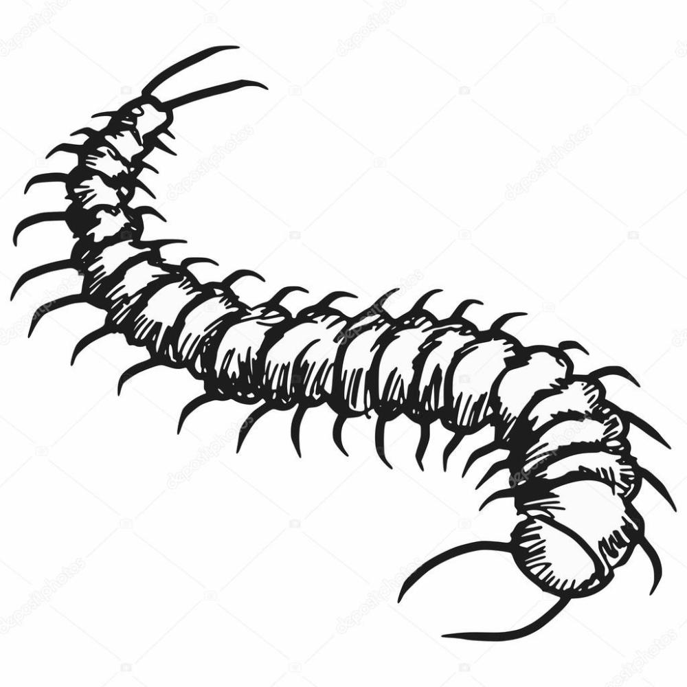 CENTIPEDES & WORMS (Explicit)