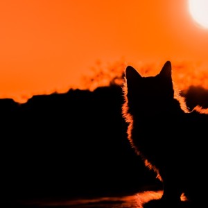 Dengarkan lagu 汚れた夕陽 nyanyian Yusuke Shimizu dengan lirik
