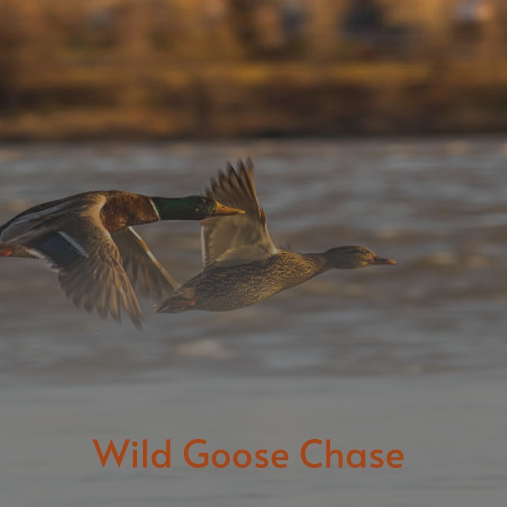 Wild Goose Chase