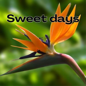 2strings的专辑Sweet Days