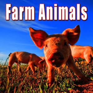 收聽Sound Ideas的Barn Ambience with Cows, Pigs, Turkeys, & Sheep歌詞歌曲