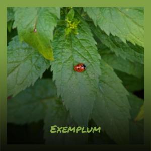 อัลบัม Exemplum ศิลปิน Various