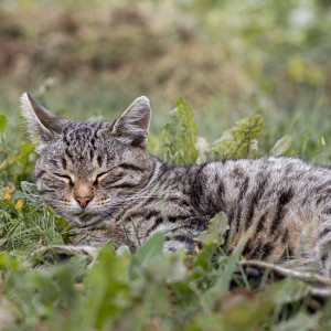 收听Binaural Beats Solitude的Purring Resonates Gently歌词歌曲