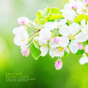 Dengarkan lagu Cherry tree memories nyanyian Pencil Stub dengan lirik