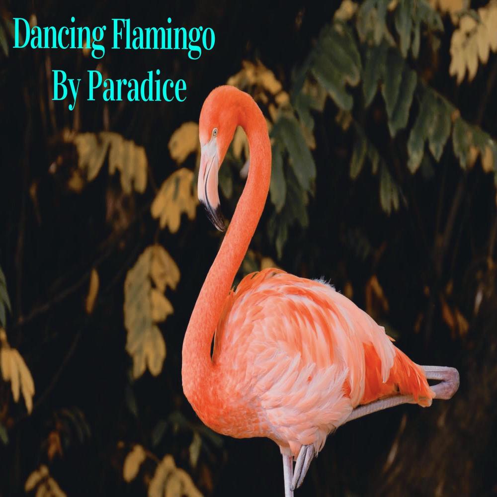 Dancing Flamino