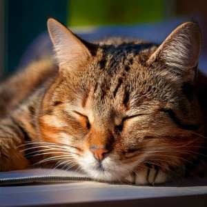 Songs for Cats的專輯Cozy Lofi Ambience for Sleeping Cats
