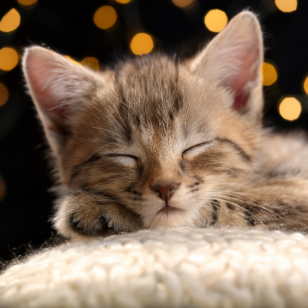 Melodías Relajantes Para Los Sueños Felinos