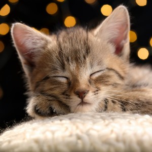 收聽Música tranquila para gatos的Rasgueos Suaves Para El Sueño Felino歌詞歌曲