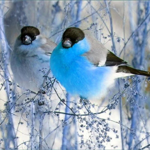 Listen to Birds Chirping song with lyrics from Acerting Art