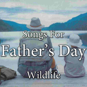ดาวน์โหลดและฟังเพลง November Rain พร้อมเนื้อเพลงจาก Wildlife