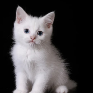 Dengarkan lagu Go Kitty Go Ttversion nyanyian dancing cats dengan lirik