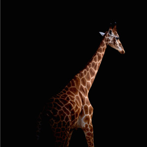 Dengarkan Fluctuations lagu dari The Golden Islands dengan lirik