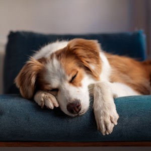 ดาวน์โหลดและฟังเพลง Los Ritmos Cálidos Apoyan La Quietud พร้อมเนื้อเพลงจาก Lista de reproducción para la cena