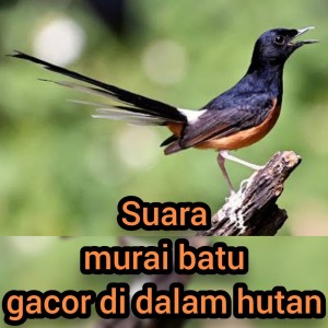 Dengarkan Suara Murai Batu Gacor Di Dalam Hutan (Remastered 2023) lagu dari Master murai 87 dengan lirik