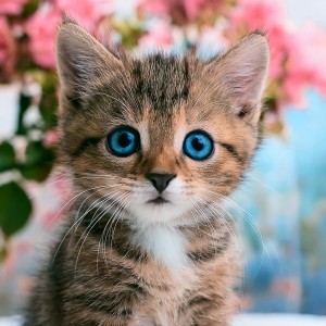 Gatos somnolientos的專輯Tonos Lofi Para Gatos Con Estilo