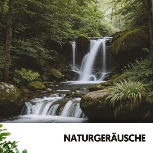 Sons De La Nature的專輯Sons Naturels et Bruit : Forêt Remplie d'Amour